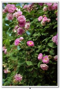 蔷薇带刺又撩人,蔷薇的撩人魅力